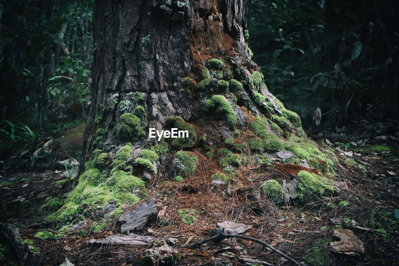 TREES GROWING IN FOREST