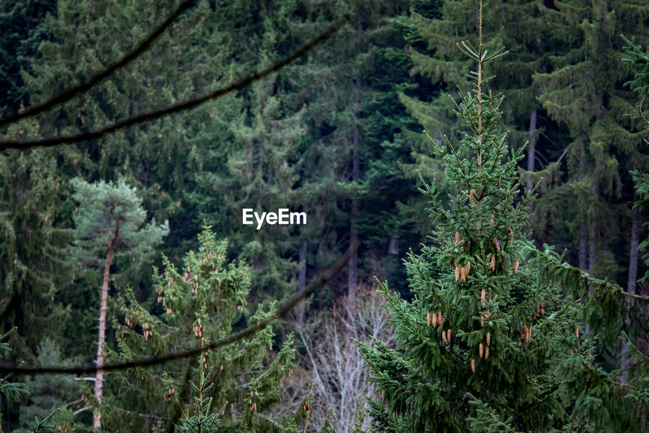 Pine trees in forest