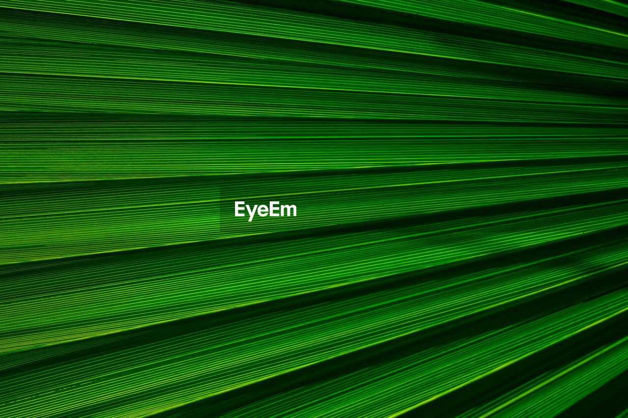 Full frame shot of palm tree leaves