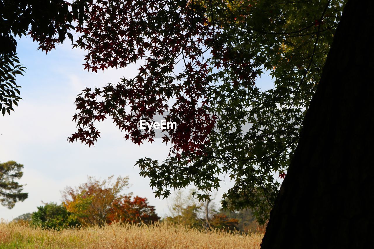 LOW ANGLE VIEW OF TREES ON FIELD