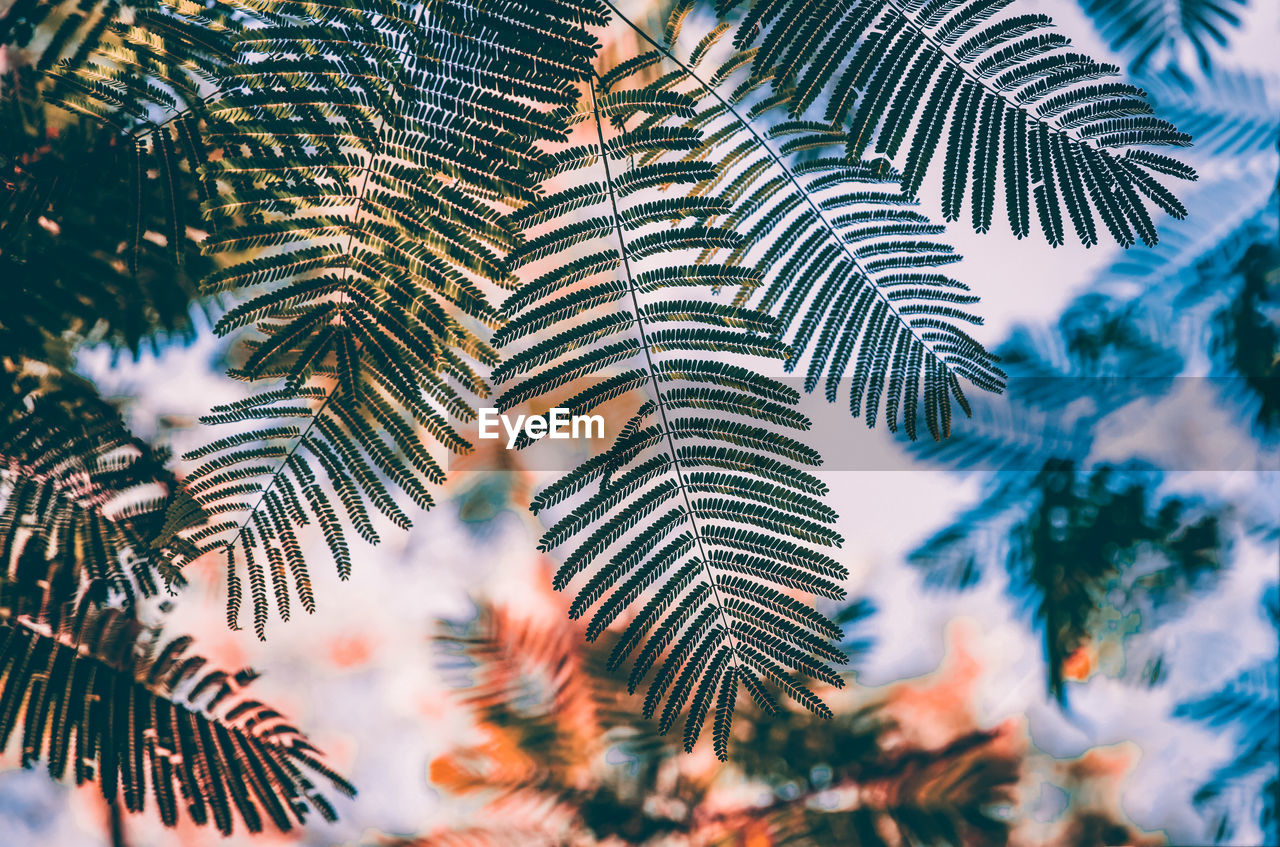 LOW ANGLE VIEW OF PINE LEAVES