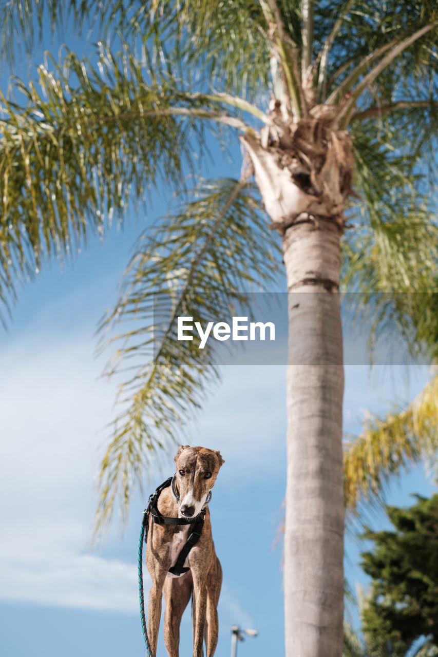 Greyhound dog in harness standing on street against palms trees growing in exotic city in summer