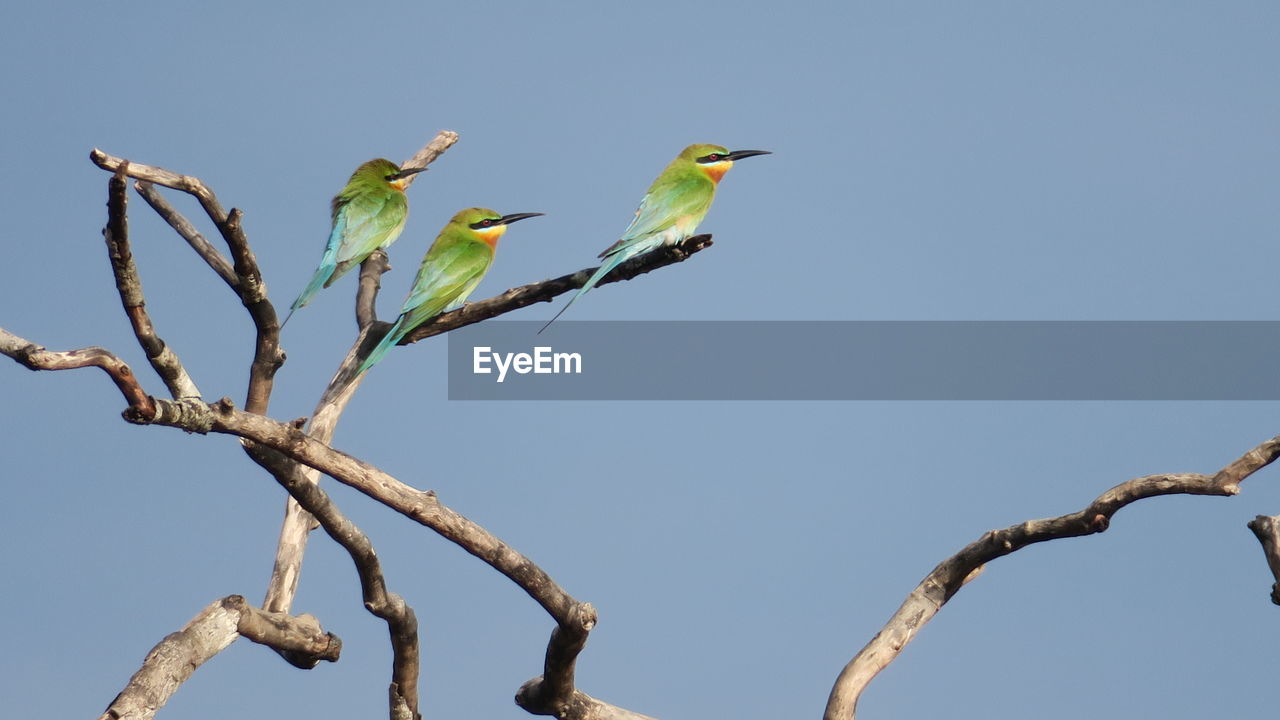 Low angle view of bird perching on tree against sky