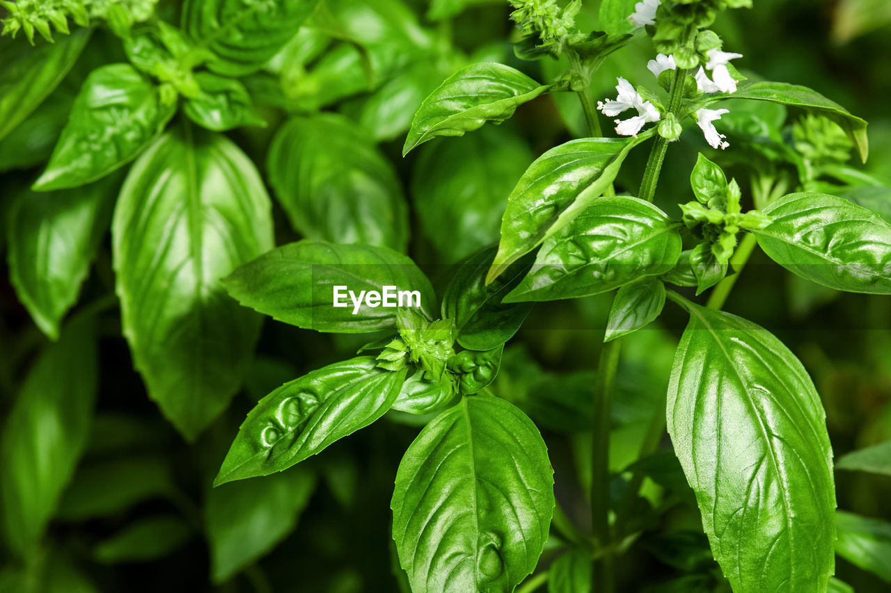 Basil plants with flowers growing in the garden, closeup