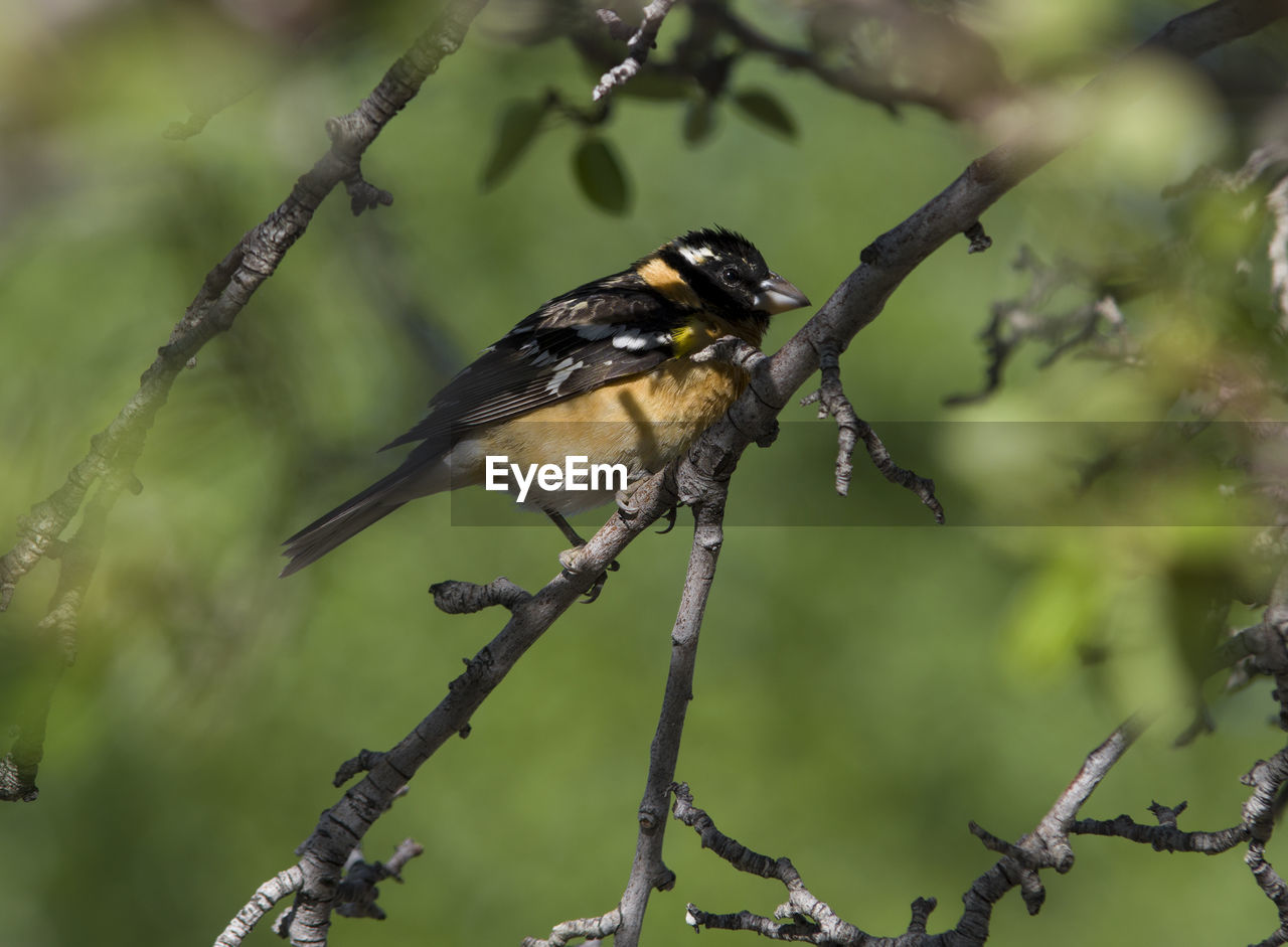 Close-up of bird on tree