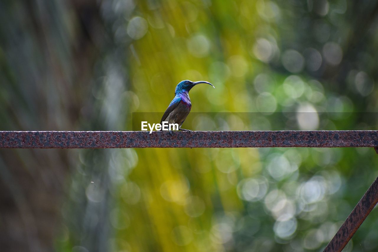 Loten's sunbird