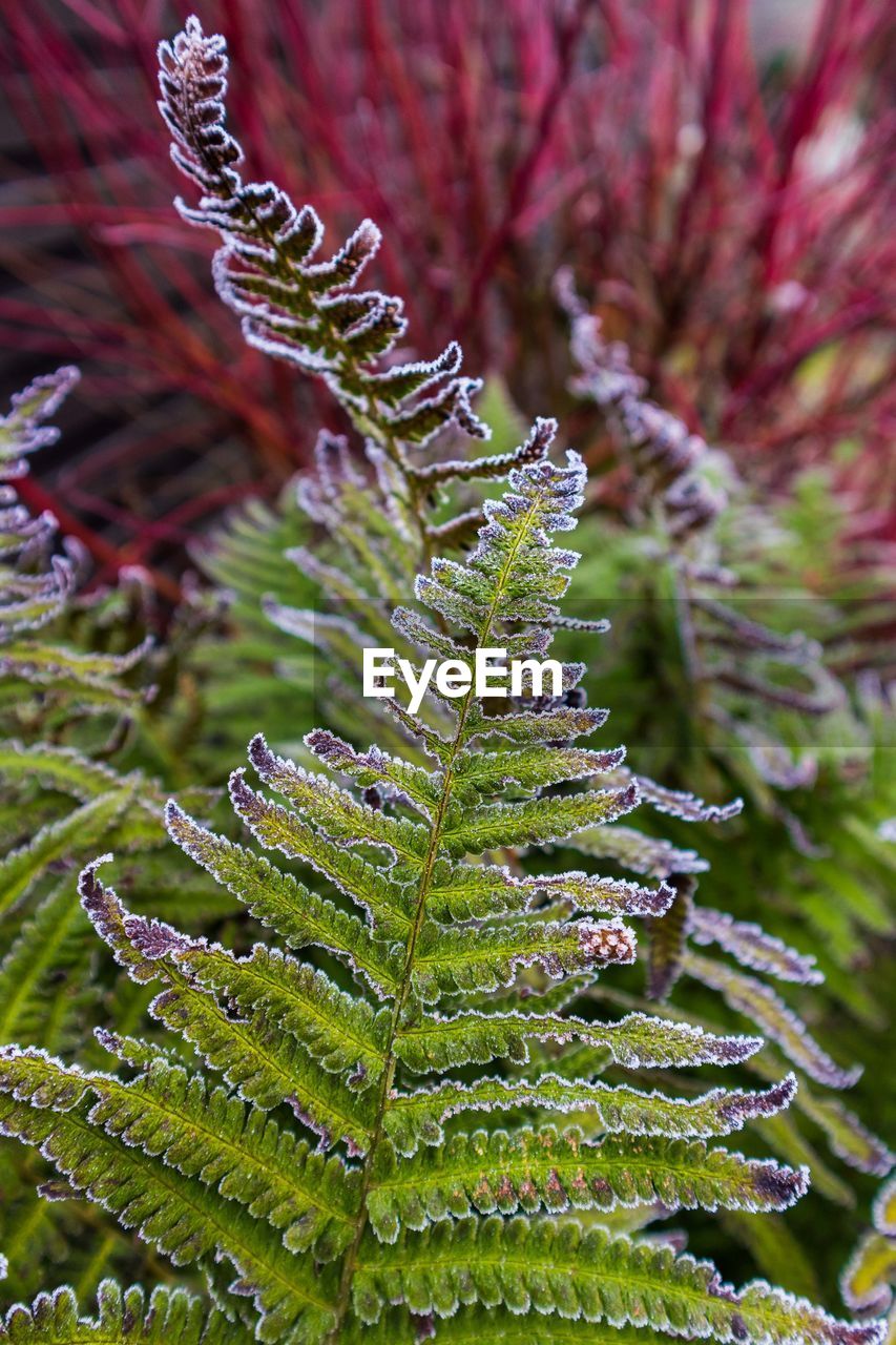 Close-up of fern cactus