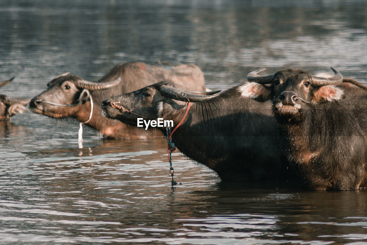 ELEPHANT IN A WATER