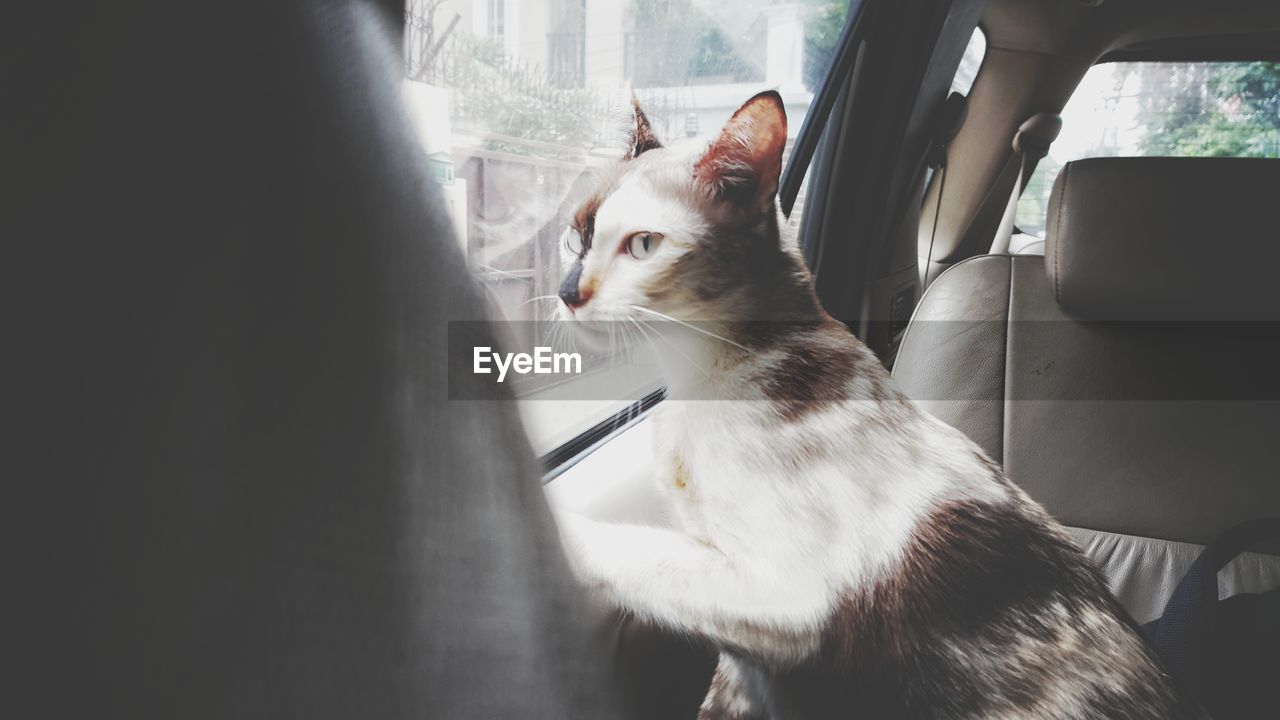 Cat sitting in car