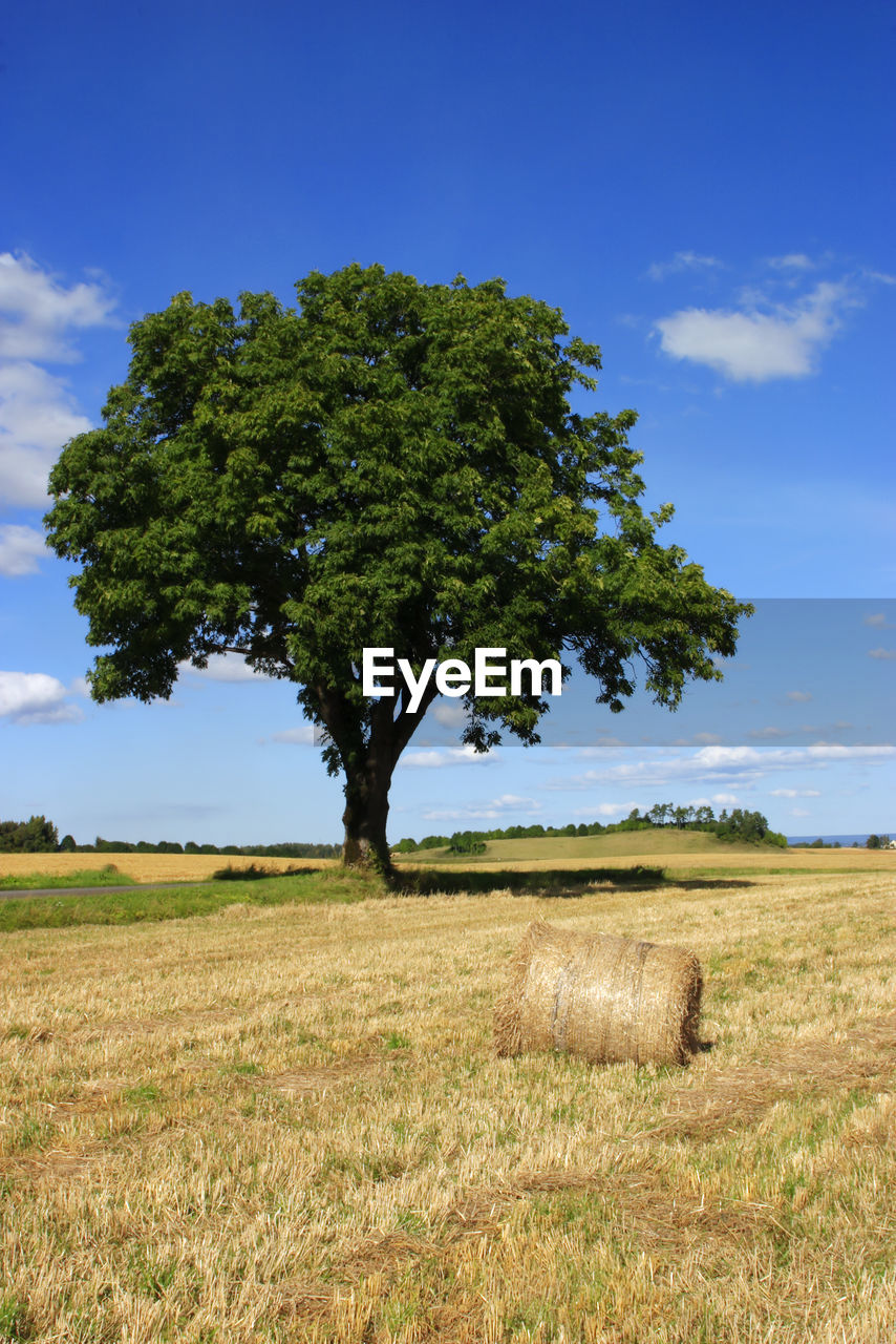 Tree on field against sky