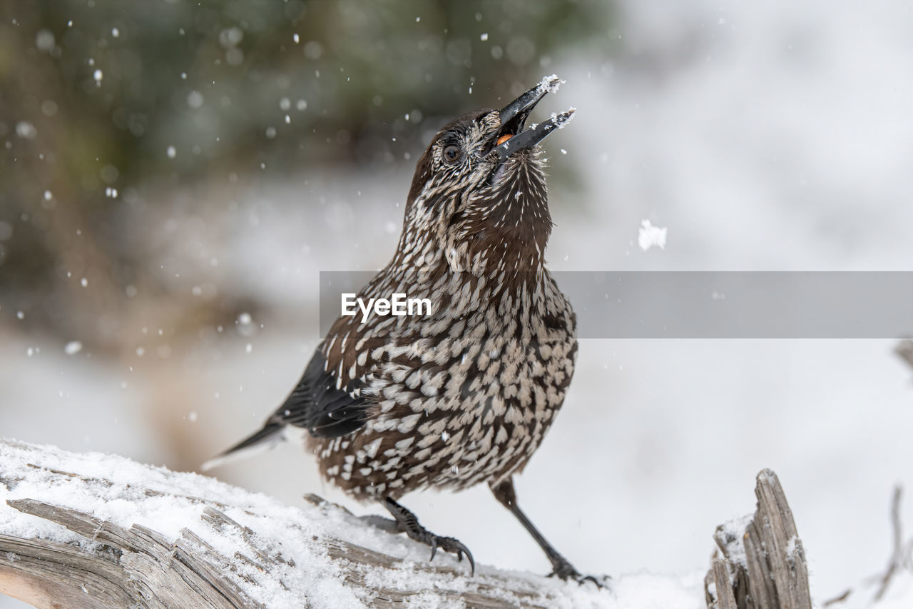 Close-up of bird perching on tree during winter