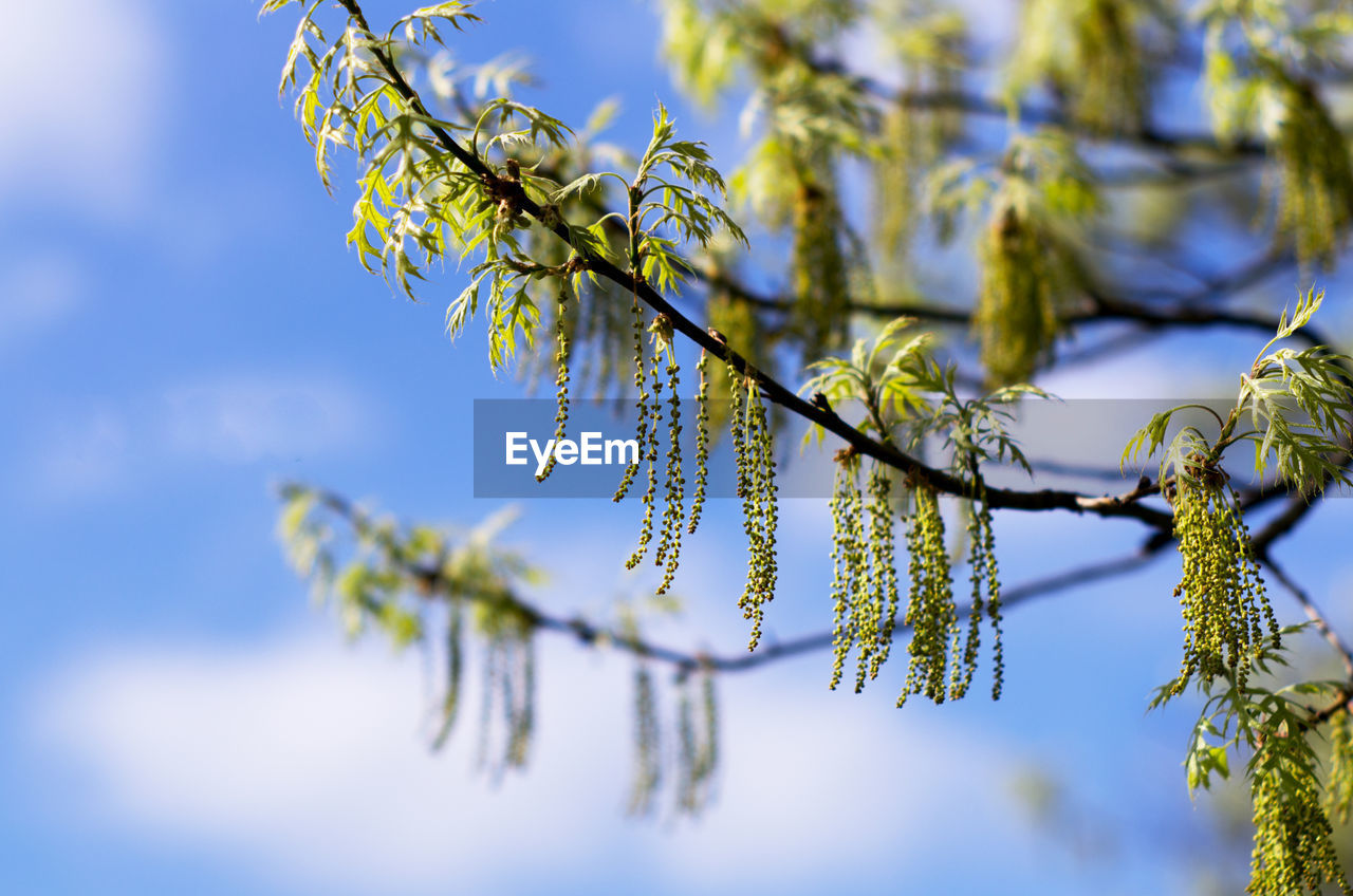 Close-up of plant against sky