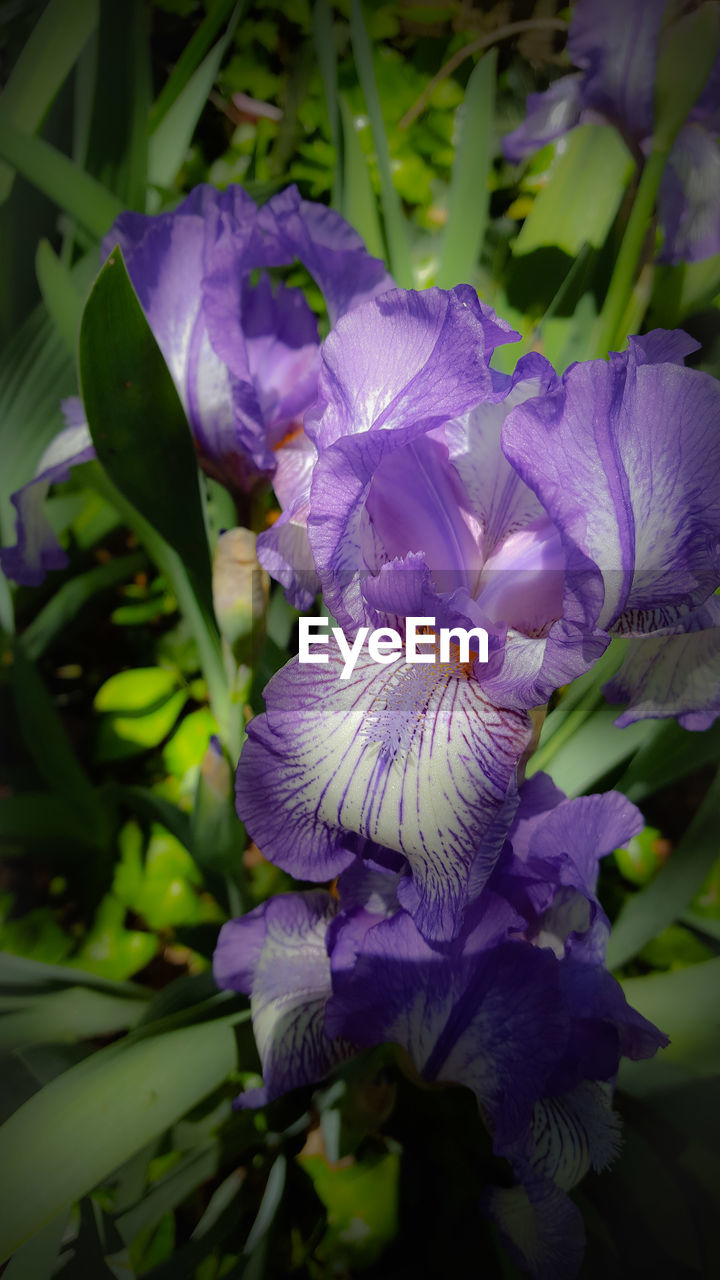 CLOSE-UP OF PURPLE FLOWERS BLOOMING