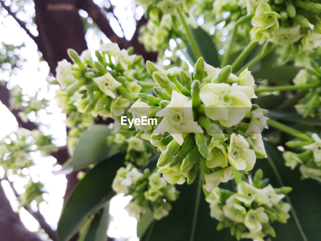 Close-up of green flowering plant