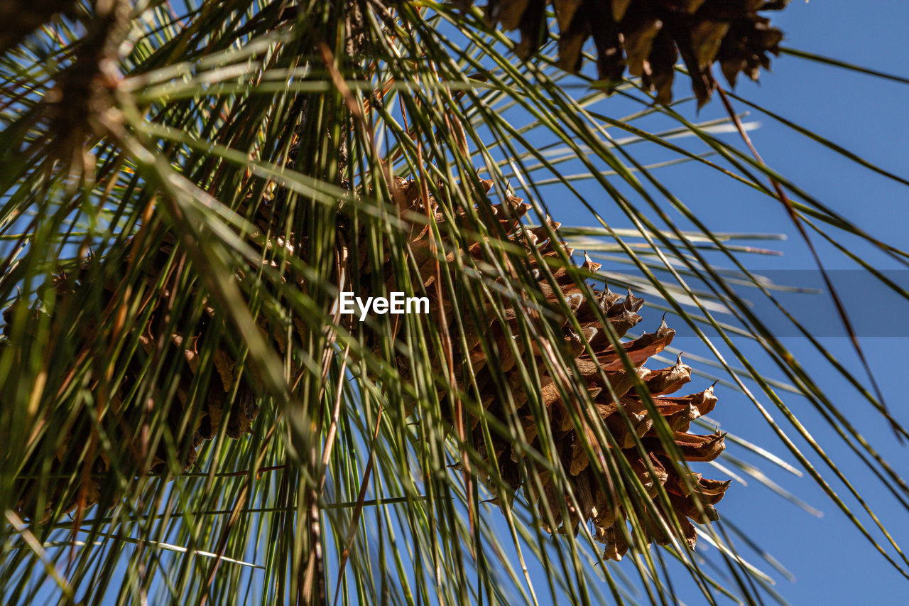 tree, plant, low angle view, palm tree, branch, sky, nature, growth, tropical climate, no people, leaf, flower, day, palm leaf, beauty in nature, outdoors, grass, borassus flabellifer, blue, date palm, clear sky, sunlight, tranquility, close-up