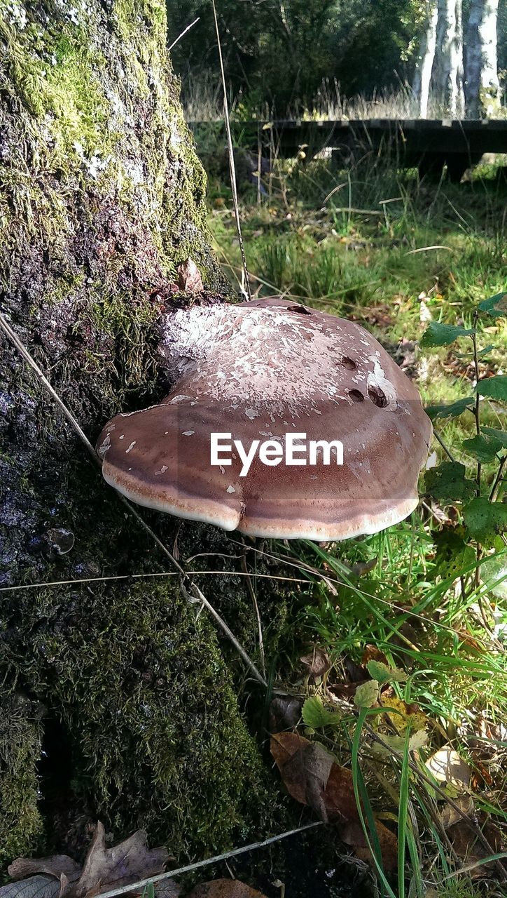 PLANTS GROWING IN FOREST