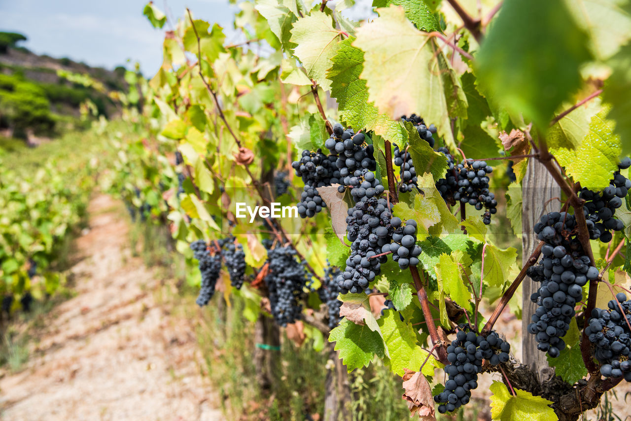 GRAPES GROWING IN VINEYARD