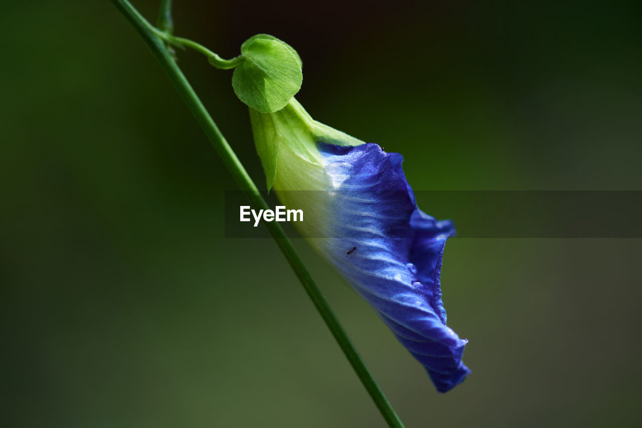 CLOSE-UP OF FLOWERS