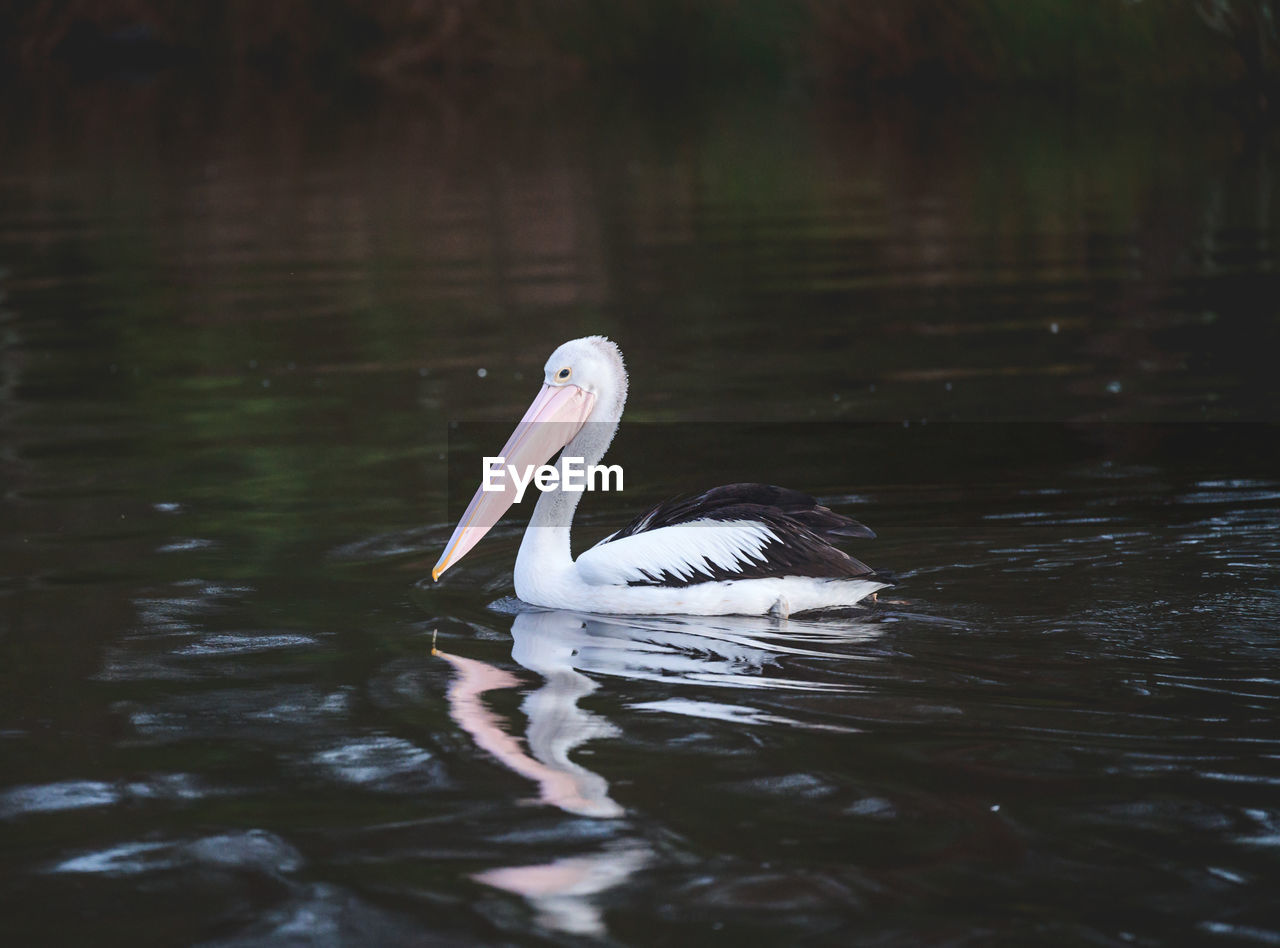 White swan swimming in lake