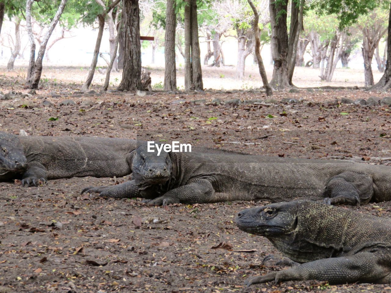 VIEW OF AN ANIMAL RESTING ON A TREE