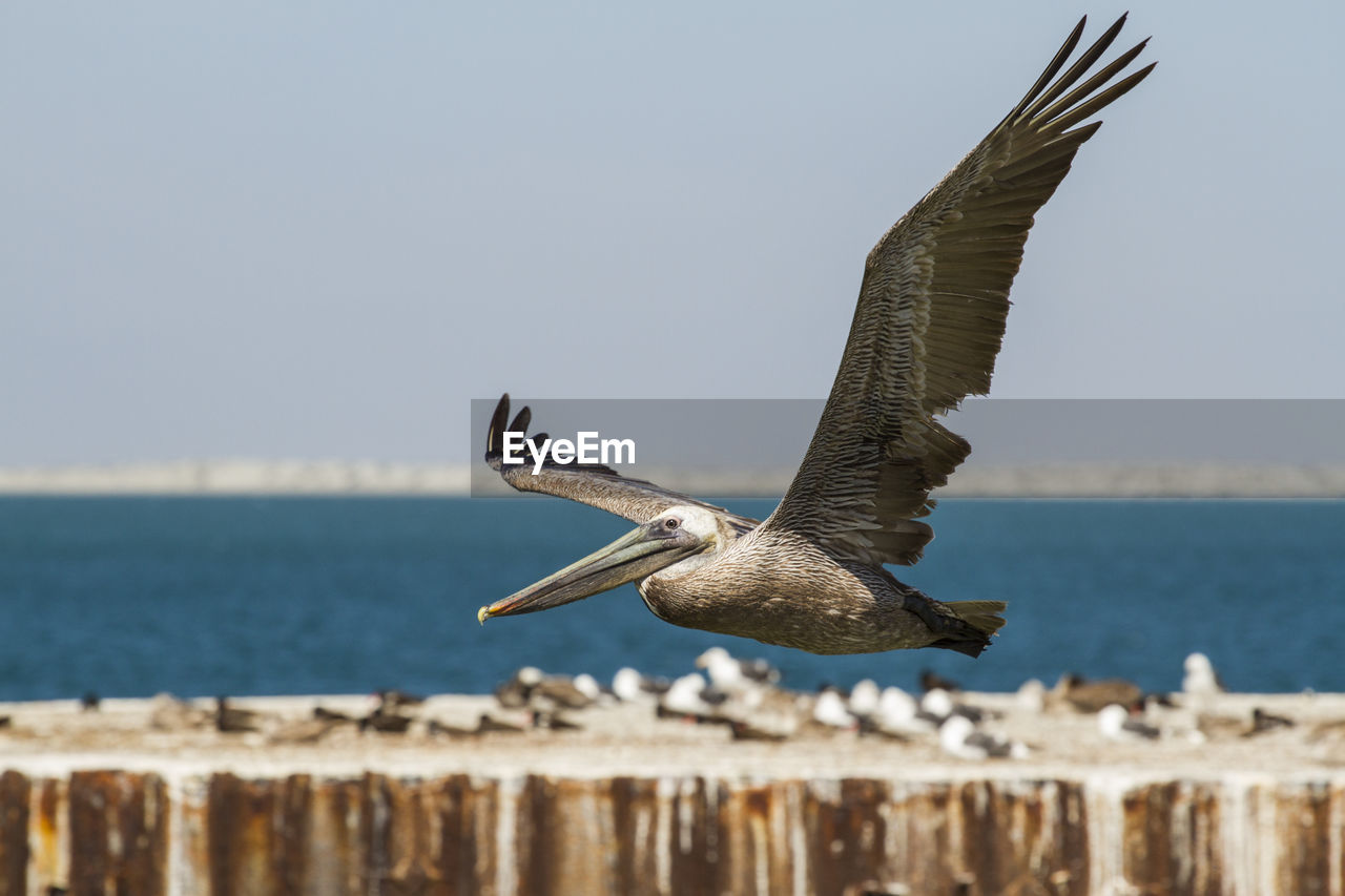 Close-up of bird flying over sea against clear sky