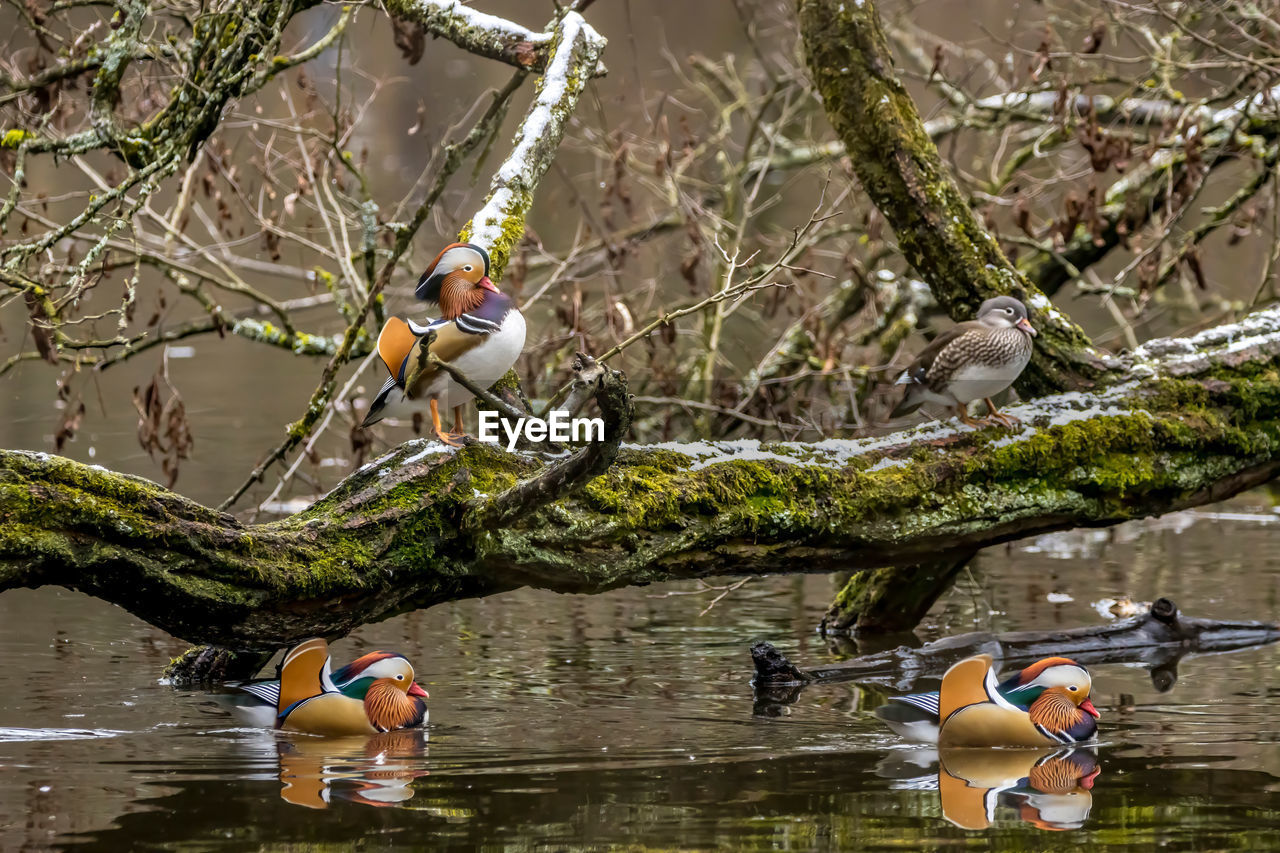 VIEW OF BIRDS PERCHING ON TREE