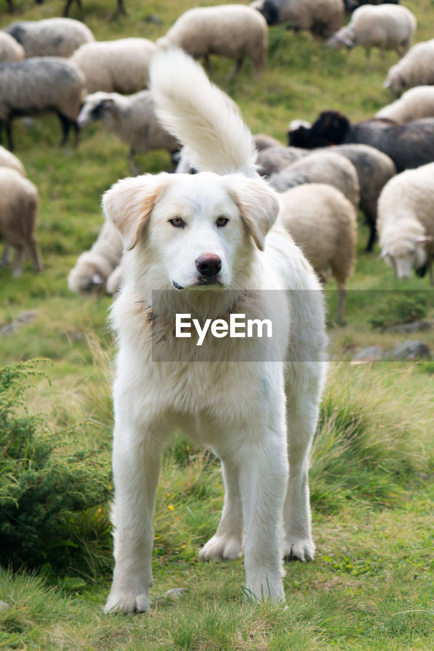 PORTRAIT OF WHITE DOGS ON FIELD