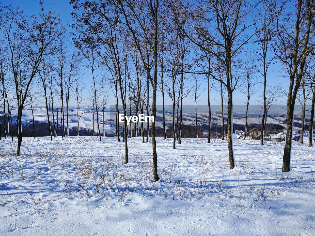 Bare trees on snow covered landscape