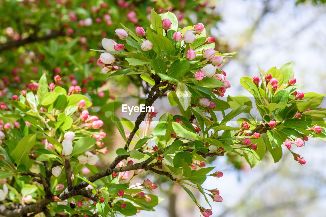 Close-up of flowering plants on tree