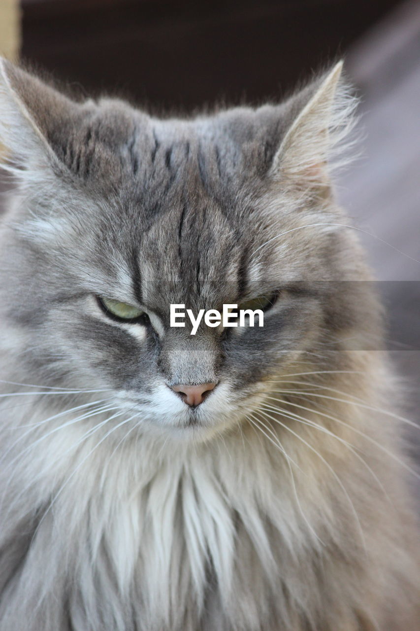 Close-up portrait of a cat