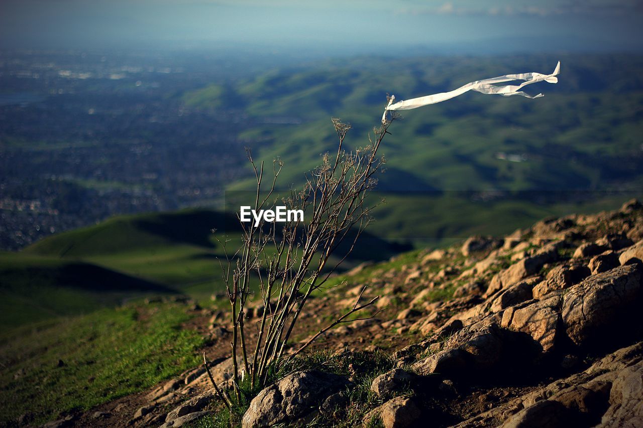 Close up of plant with ribbon on mountain