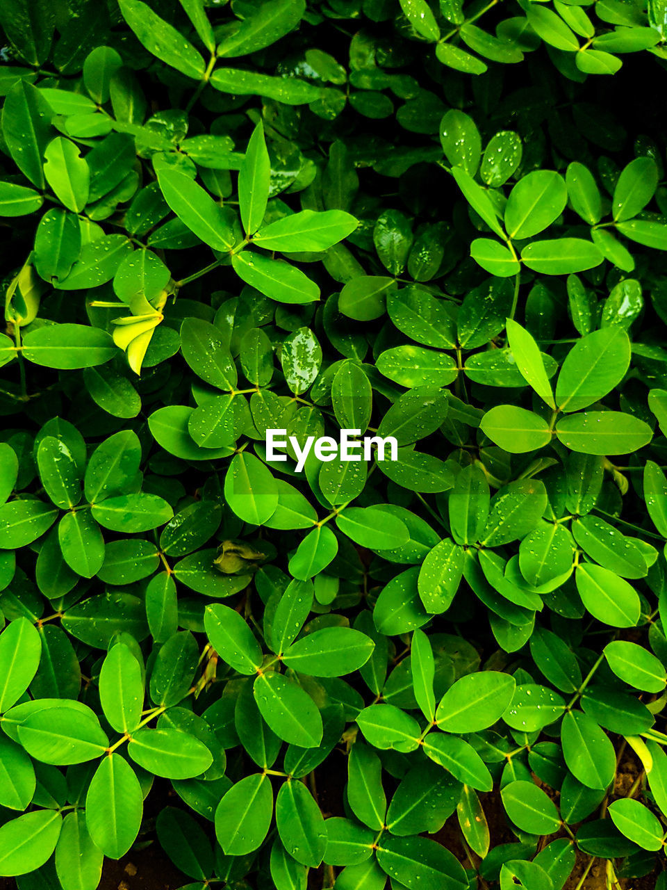 CLOSE-UP OF GREEN LEAVES