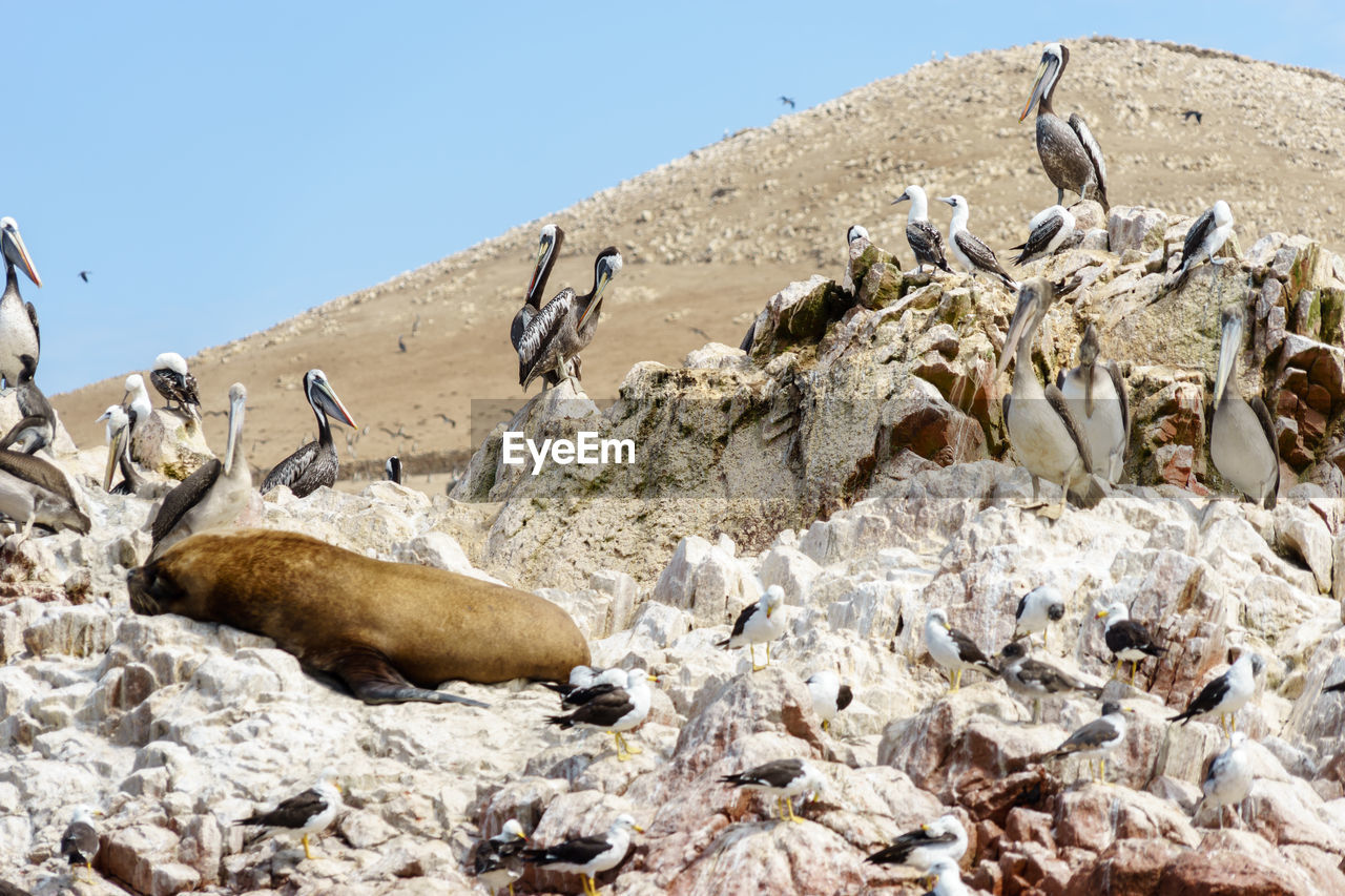 Pelicans perching on rock against clear sky