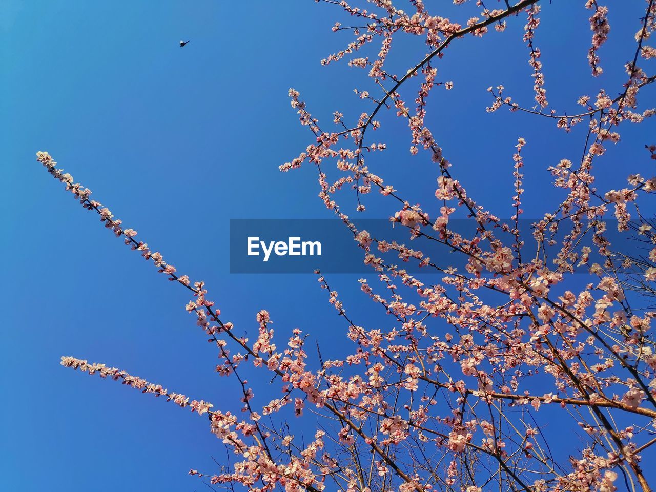 LOW ANGLE VIEW OF CHERRY BLOSSOMS AGAINST BLUE SKY