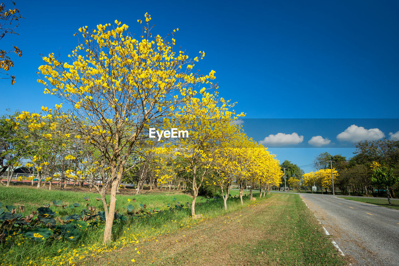 TREES ON FIELD AGAINST BLUE SKY