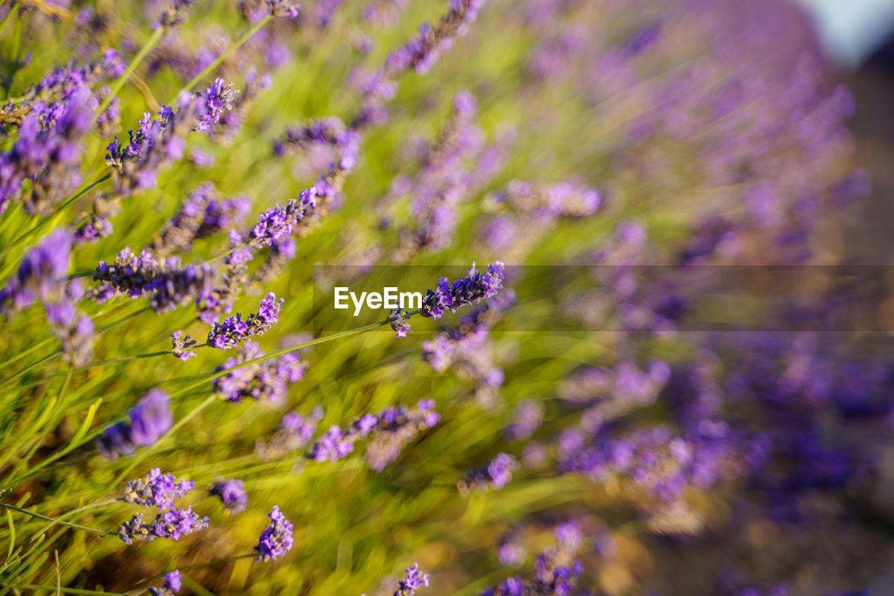 CLOSE-UP OF INSECT ON PURPLE FLOWERING PLANTS