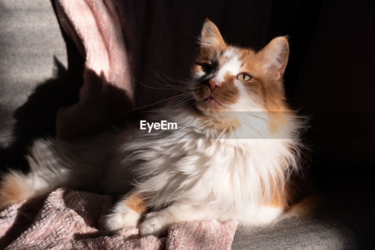 CLOSE-UP OF CAT RELAXING ON FLOOR