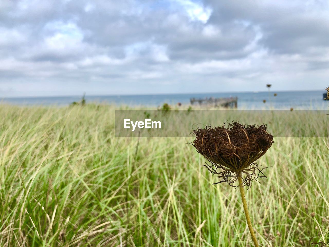 Dry grass on field by sea against sky