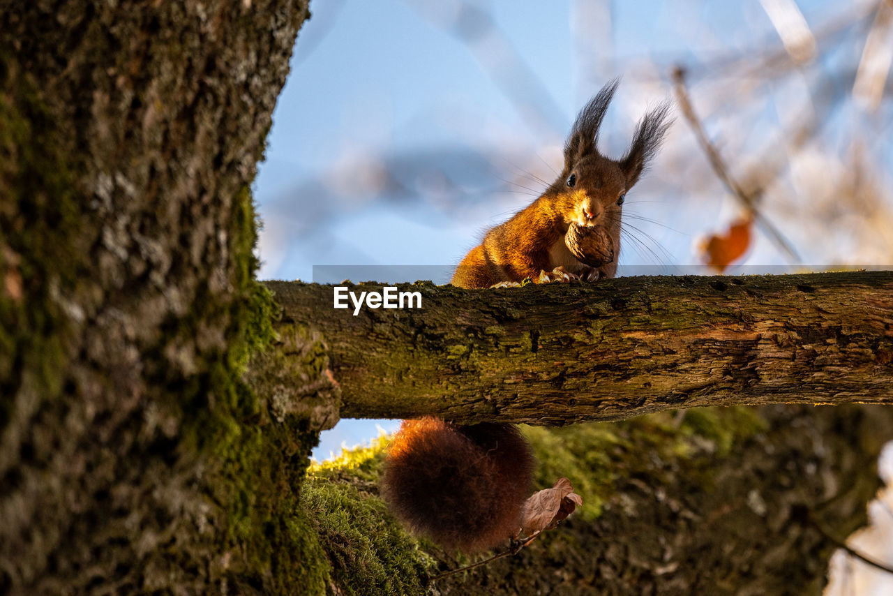 low angle view of squirrel on tree trunk