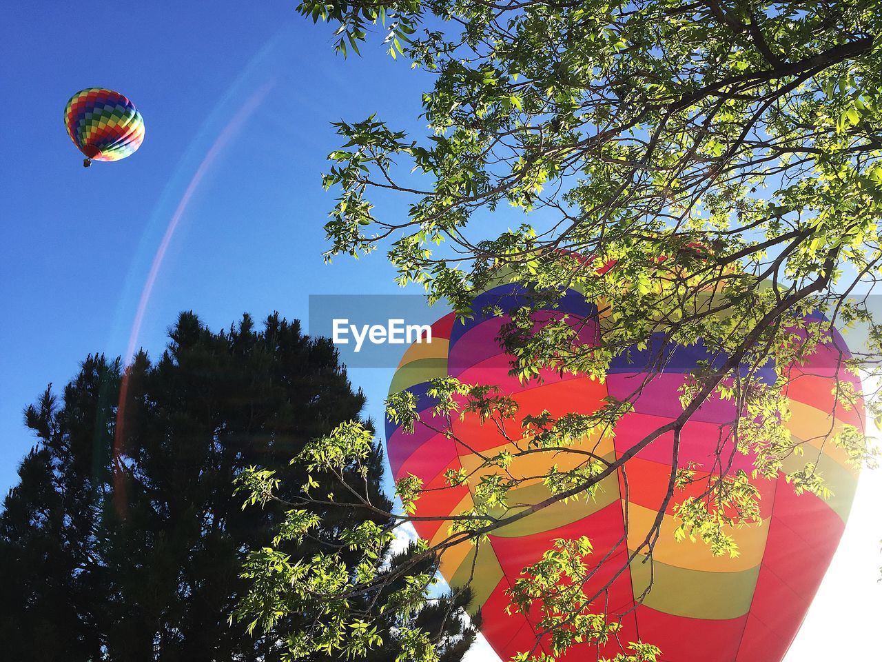 Low angle view of hot air balloons and trees against sky