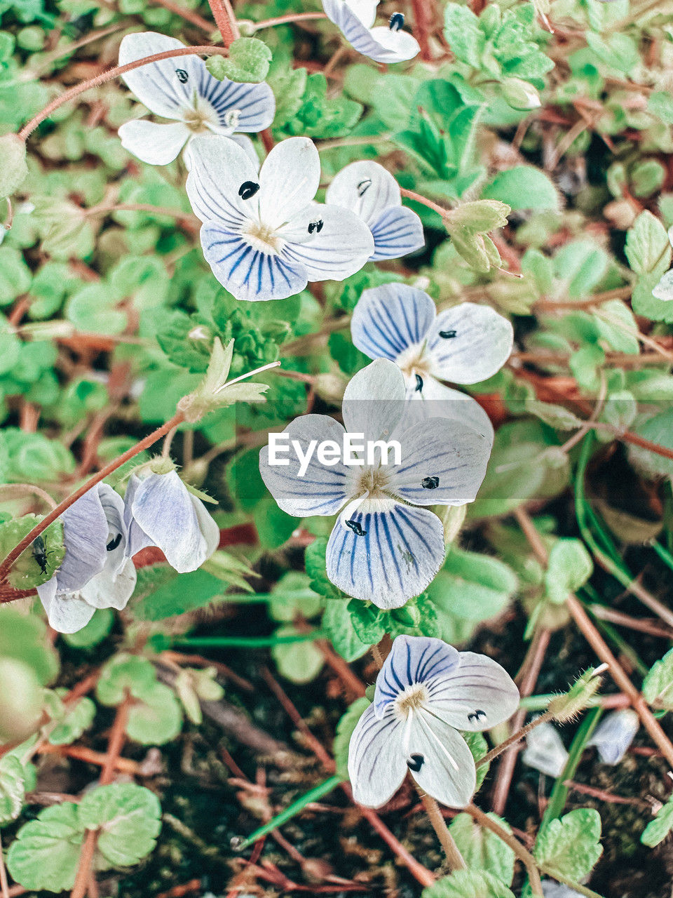 flower, plant, nature, beauty in nature, growth, wildflower, flowering plant, close-up, no people, freshness, focus on foreground, fragility, day, leaf, plant part, outdoors, high angle view, flower head, petal, green, land, white, inflorescence