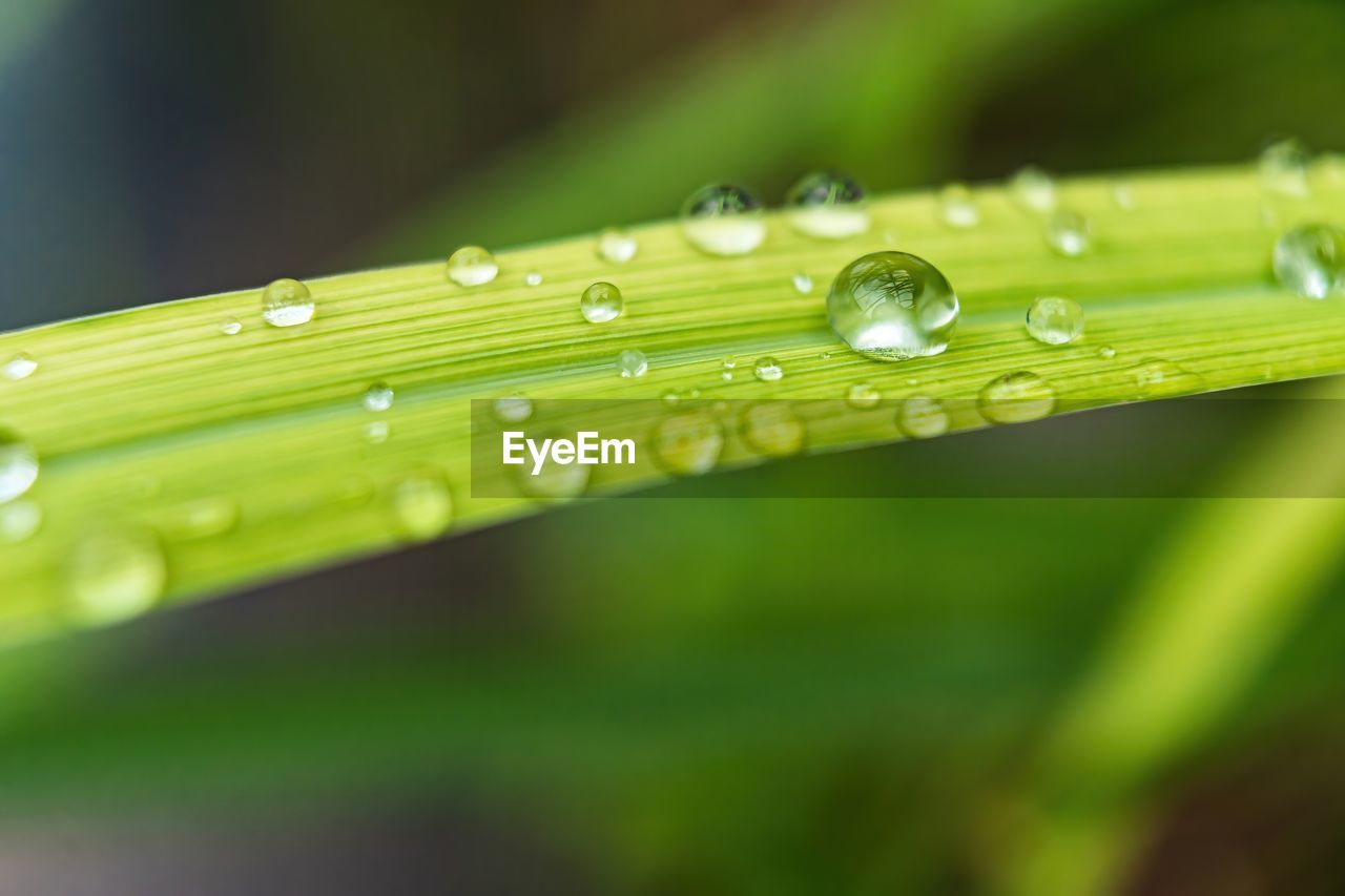 Beautiful fresh green grass with drop of water after the rain in morning sun nature background.