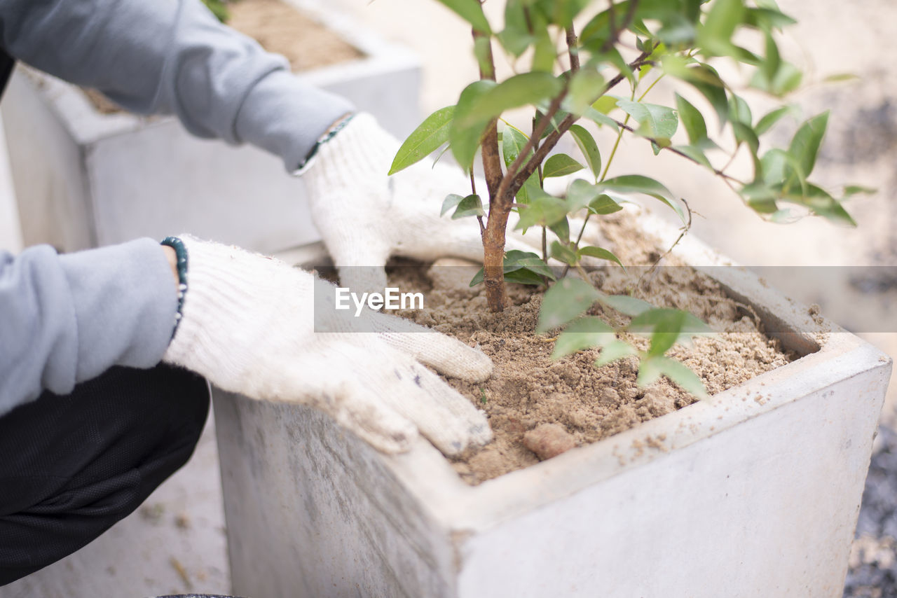 Close up to plants and gardeners' hands, man planting a plant in a pot.