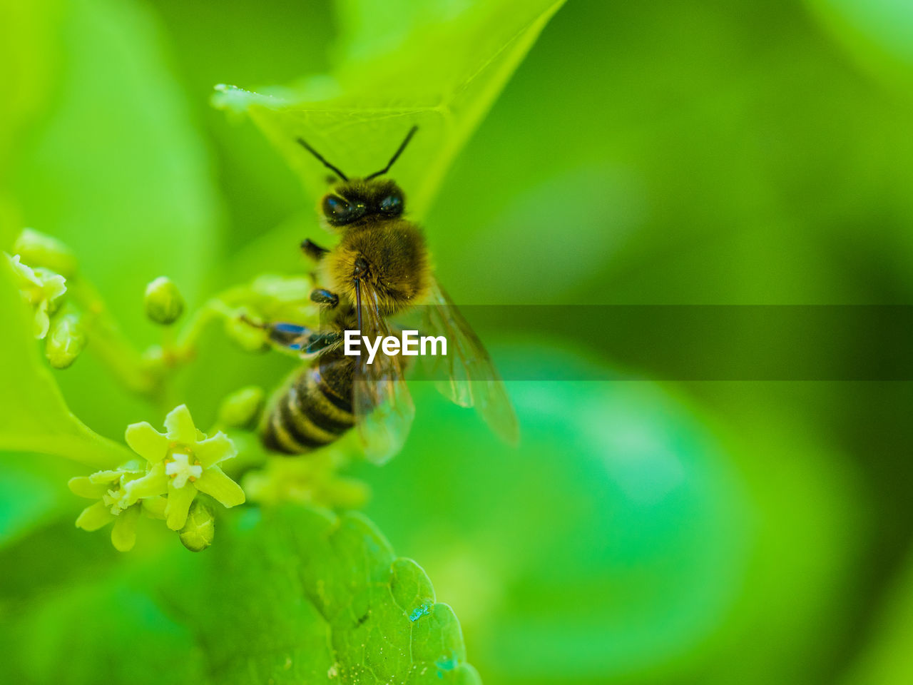 CLOSE-UP OF HONEY BEE ON FLOWER