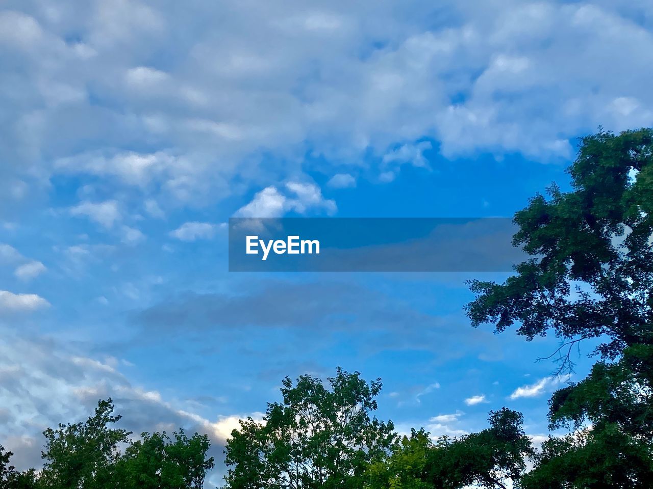 sky, tree, plant, cloud, nature, beauty in nature, environment, blue, sunlight, no people, scenics - nature, outdoors, low angle view, forest, landscape, tranquility, day, green, cloudscape, pine tree, grass, pinaceae, growth, non-urban scene, coniferous tree, land, treetop