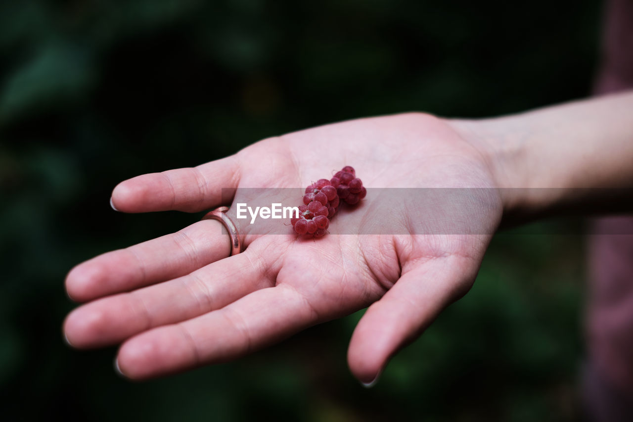 Cropped hand of woman holding fruit