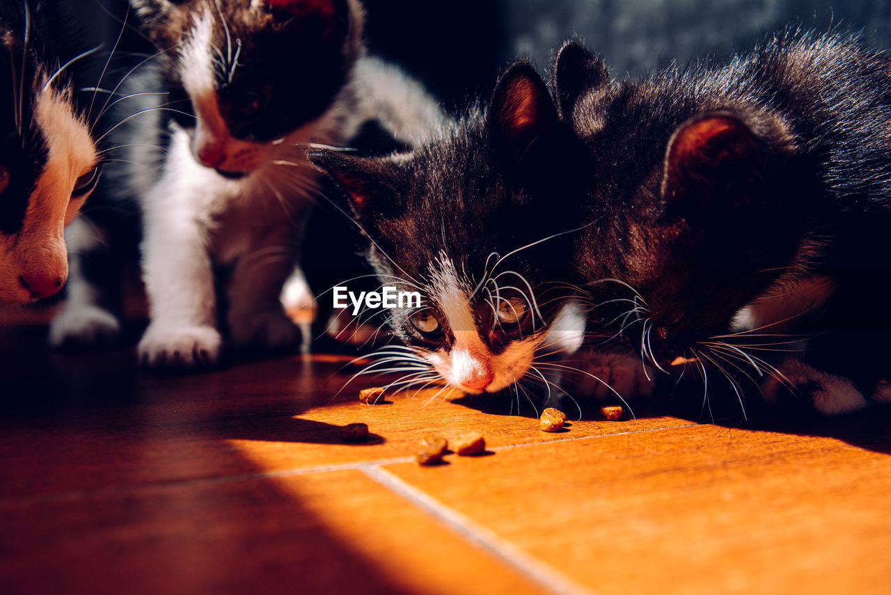 CLOSE-UP PORTRAIT OF A CAT WITH EYES