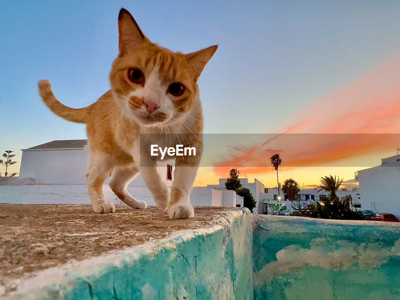 mammal, animal, animal themes, cat, pet, domestic animals, one animal, sky, feline, domestic cat, nature, no people, architecture, sunset, portrait, outdoors