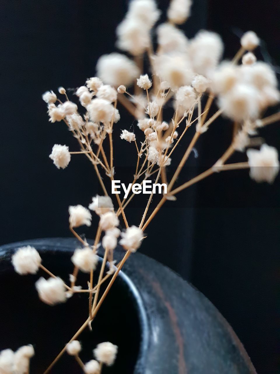 CLOSE-UP OF FLOWERING PLANT