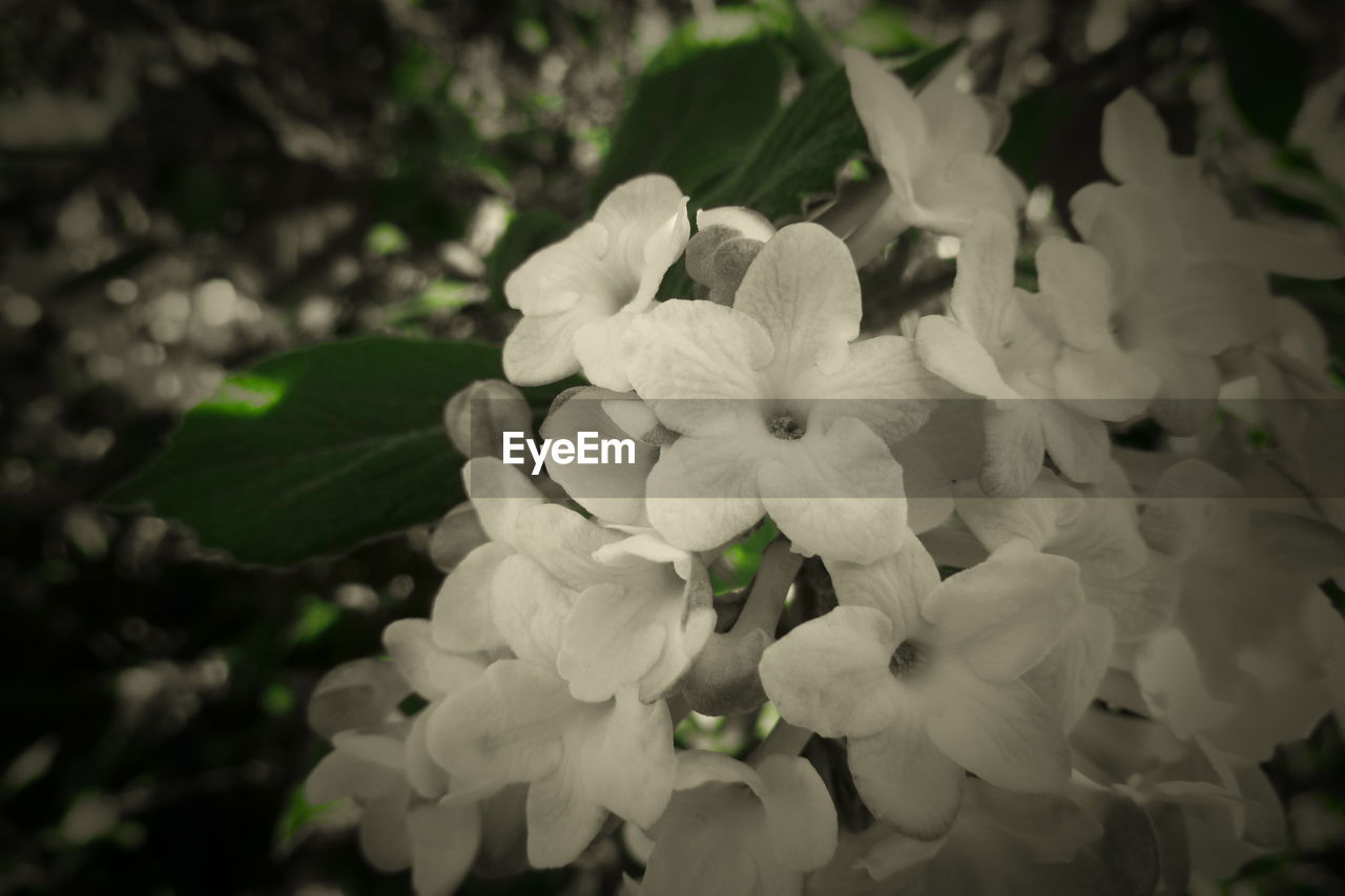 CLOSE UP OF WHITE FLOWERING PLANT